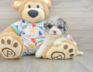 7 week old Havapoo Puppy For Sale - Windy City Pups