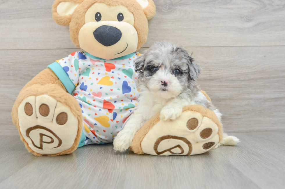 5 week old Havapoo Puppy For Sale - Windy City Pups