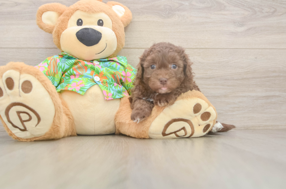 5 week old Havapoo Puppy For Sale - Windy City Pups