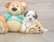 8 week old Havapoo Puppy For Sale - Windy City Pups