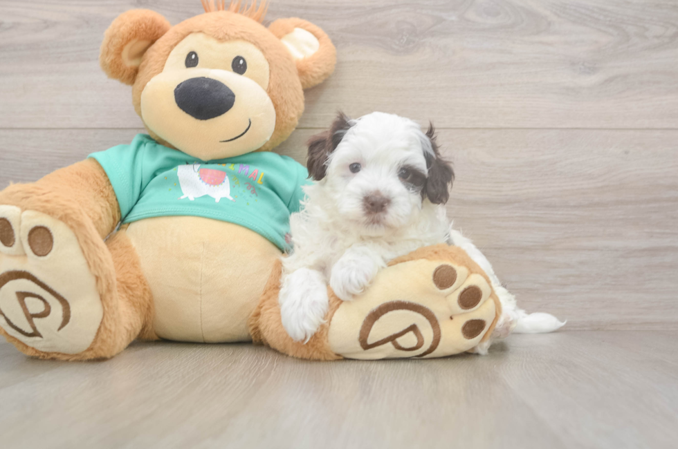 5 week old Havapoo Puppy For Sale - Windy City Pups