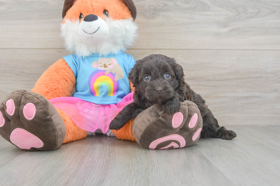 5 week old Havapoo Puppy For Sale - Windy City Pups
