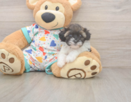 7 week old Havapoo Puppy For Sale - Windy City Pups