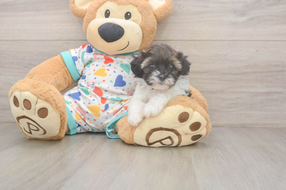 5 week old Havapoo Puppy For Sale - Windy City Pups