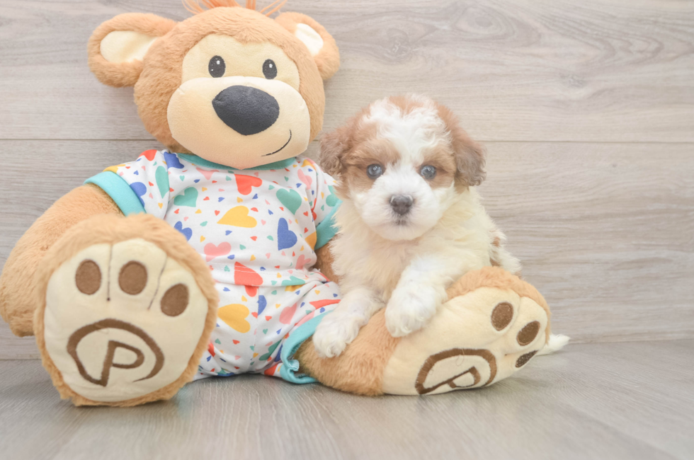 6 week old Havapoo Puppy For Sale - Windy City Pups