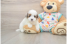 Havapoo Puppy for Adoption