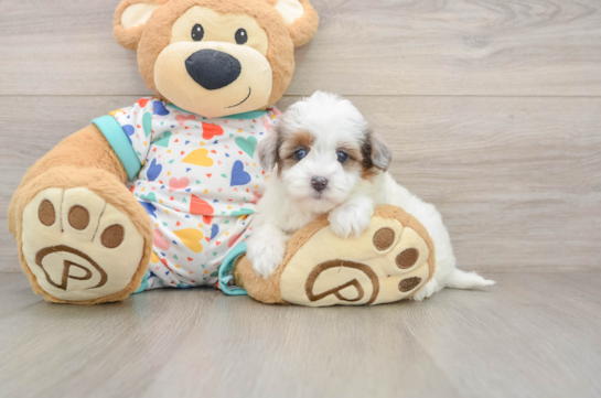 Best Havapoo Baby