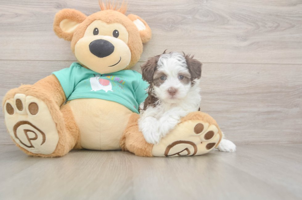 5 week old Havapoo Puppy For Sale - Windy City Pups