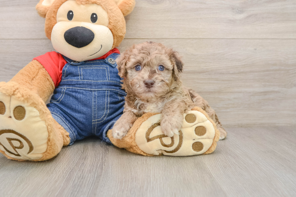 Best Havapoo Baby
