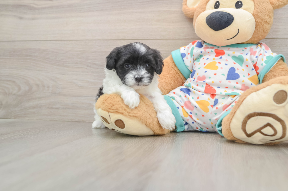 Havapoo Pup Being Cute