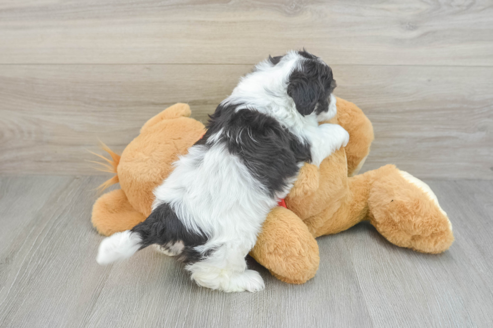 Petite Havapoo Poodle Mix Pup