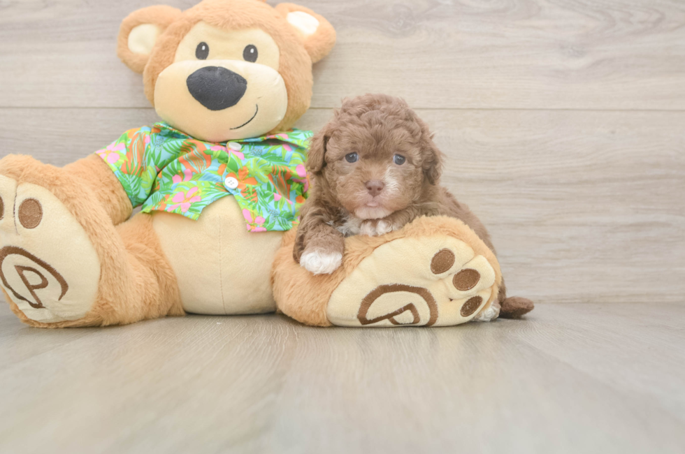 5 week old Havapoo Puppy For Sale - Windy City Pups