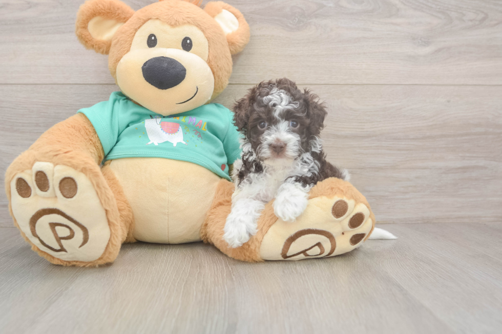 Energetic Havadoodle Poodle Mix Puppy