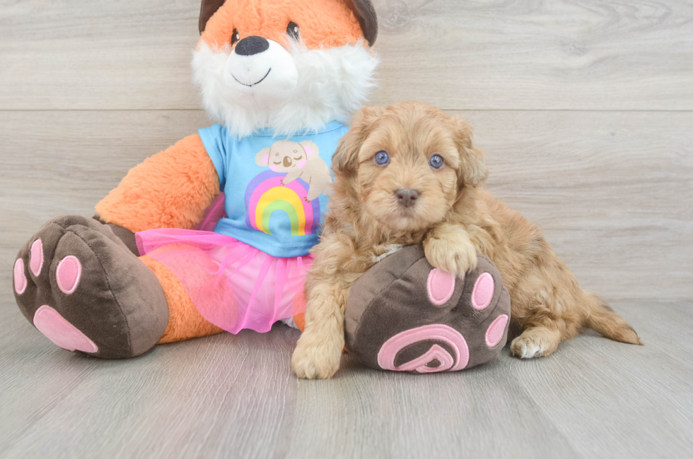 5 week old Havapoo Puppy For Sale - Windy City Pups