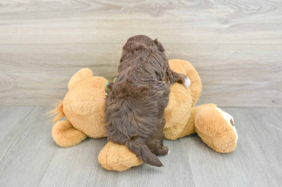 Playful Havadoodle Poodle Mix Puppy