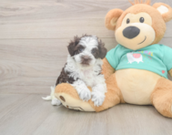 8 week old Havapoo Puppy For Sale - Windy City Pups