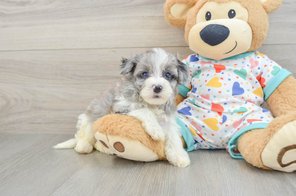 5 week old Havapoo Puppy For Sale - Windy City Pups