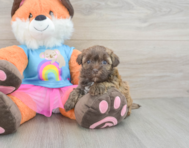 8 week old Havapoo Puppy For Sale - Windy City Pups