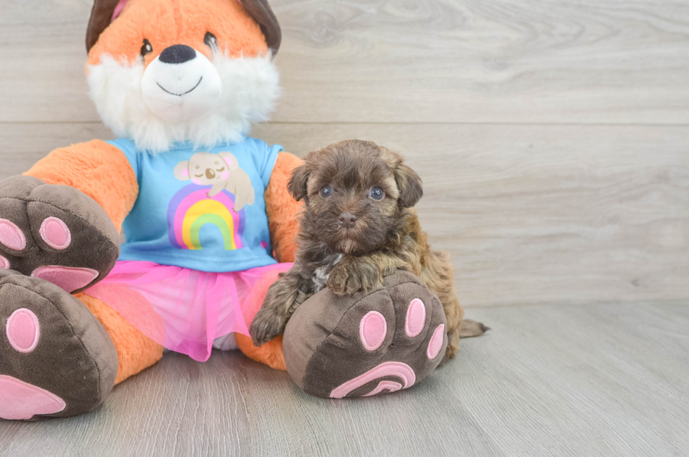 5 week old Havapoo Puppy For Sale - Windy City Pups
