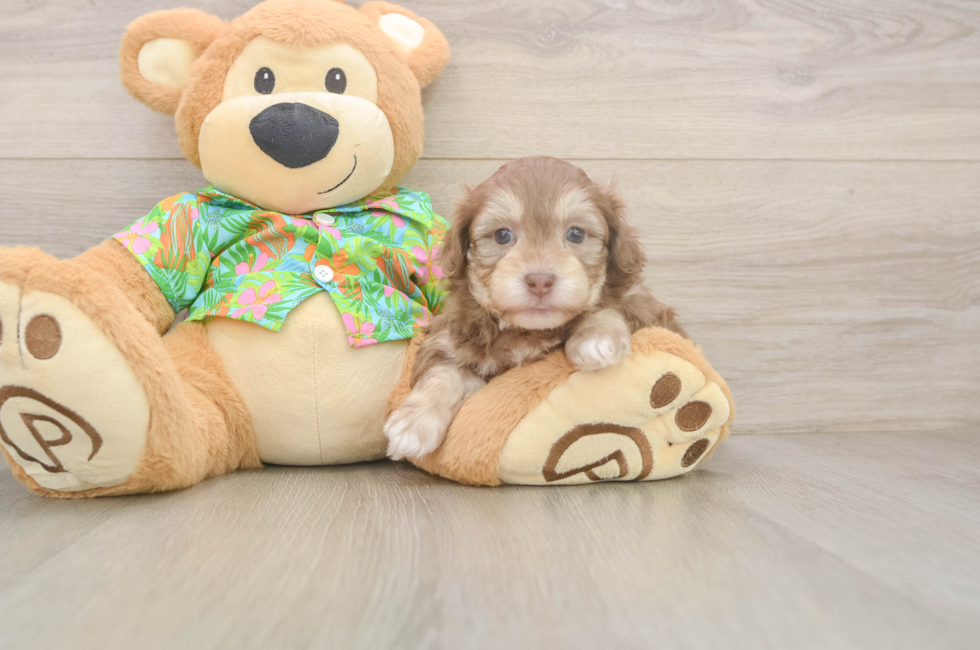 5 week old Havapoo Puppy For Sale - Windy City Pups