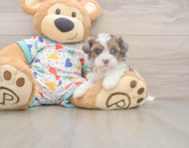 6 week old Havapoo Puppy For Sale - Windy City Pups