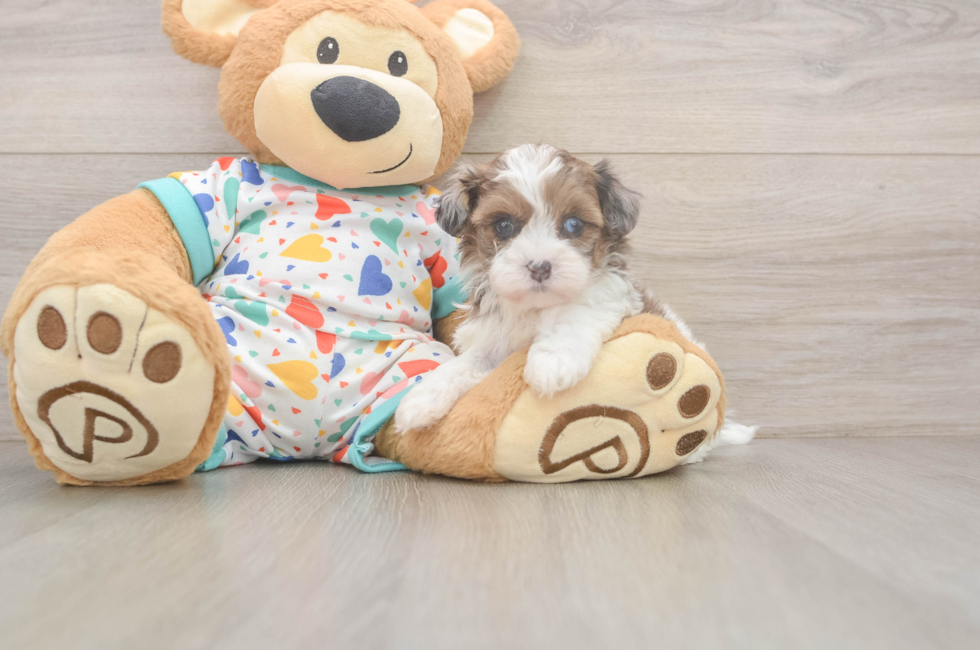 5 week old Havapoo Puppy For Sale - Windy City Pups