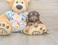 7 week old Havapoo Puppy For Sale - Windy City Pups