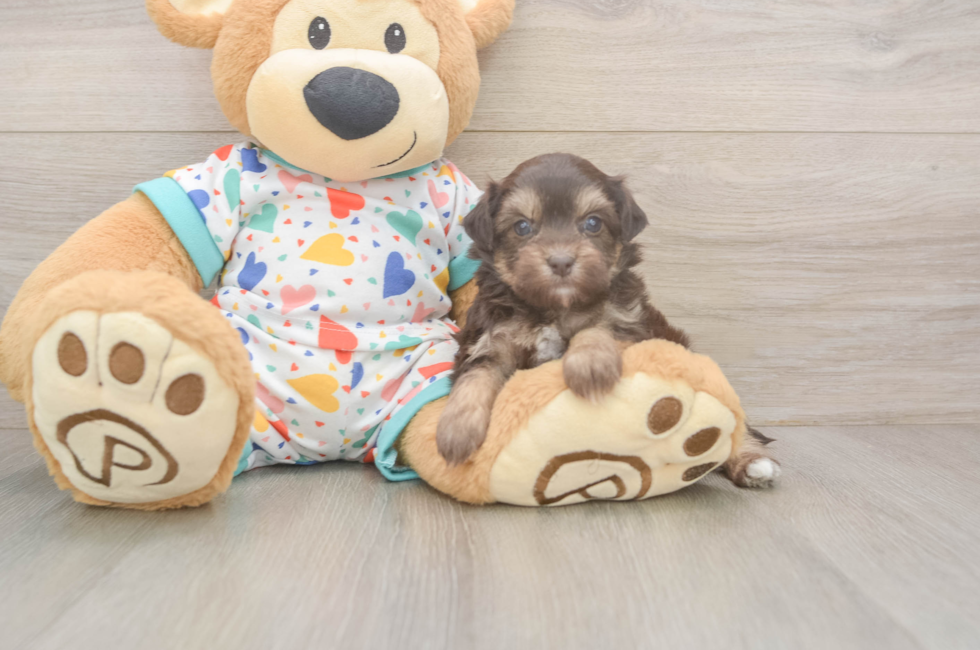 5 week old Havapoo Puppy For Sale - Windy City Pups