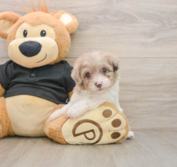 8 week old Havapoo Puppy For Sale - Windy City Pups