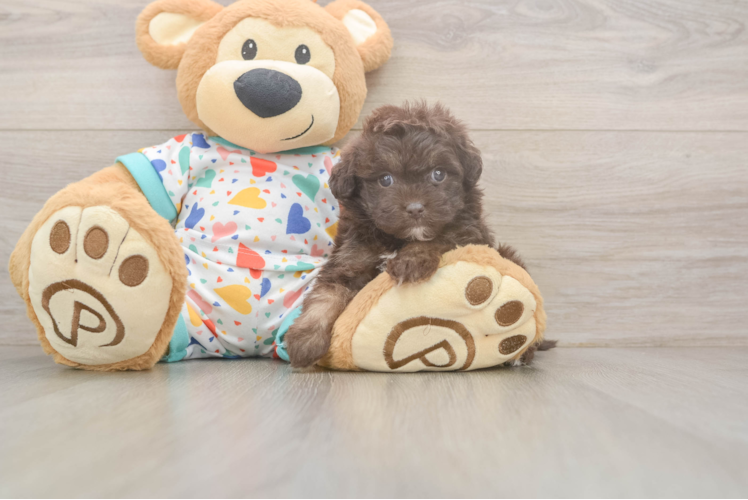 Havapoo Pup Being Cute