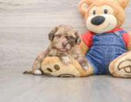 8 week old Havapoo Puppy For Sale - Windy City Pups