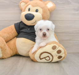 8 week old Havapoo Puppy For Sale - Windy City Pups
