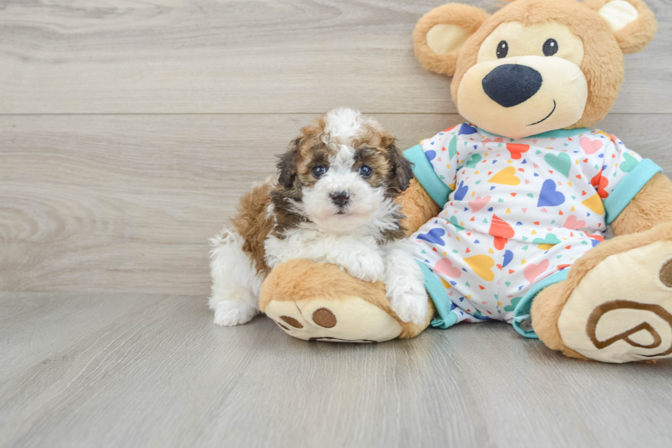 Energetic Havadoodle Poodle Mix Puppy