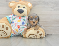 9 week old Havapoo Puppy For Sale - Windy City Pups