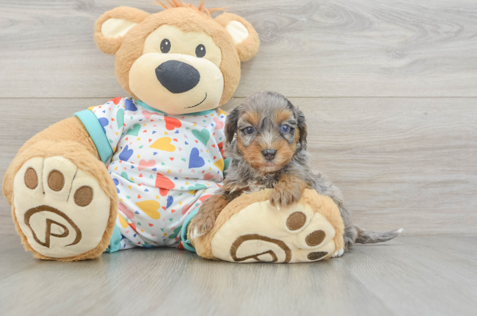 5 week old Havapoo Puppy For Sale - Windy City Pups