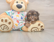 8 week old Havapoo Puppy For Sale - Windy City Pups