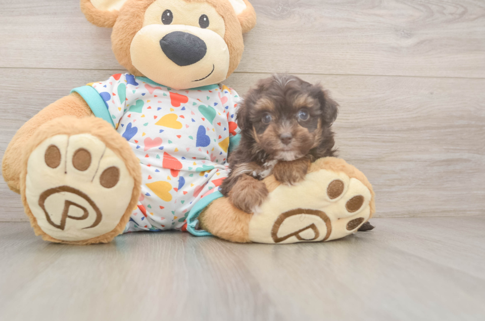 5 week old Havapoo Puppy For Sale - Windy City Pups