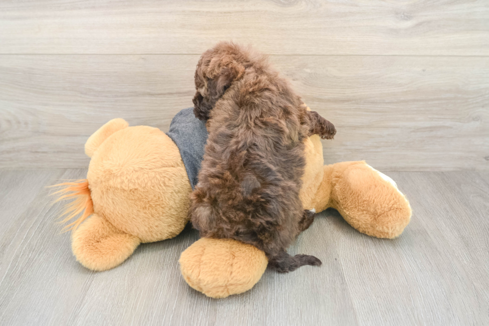 Petite Havapoo Poodle Mix Pup