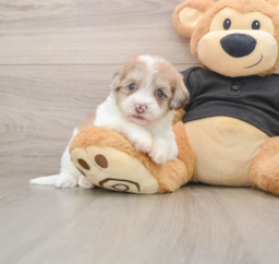 8 week old Havapoo Puppy For Sale - Windy City Pups