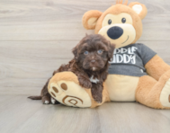 8 week old Havapoo Puppy For Sale - Windy City Pups