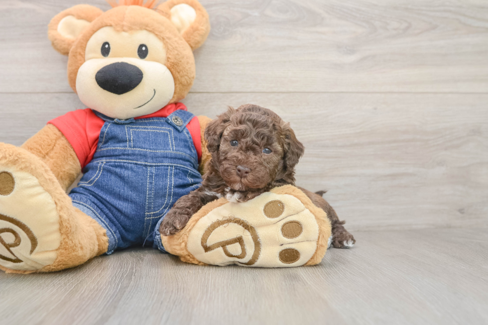 Havapoo Puppy for Adoption