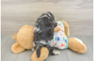 Playful Havadoodle Poodle Mix Puppy