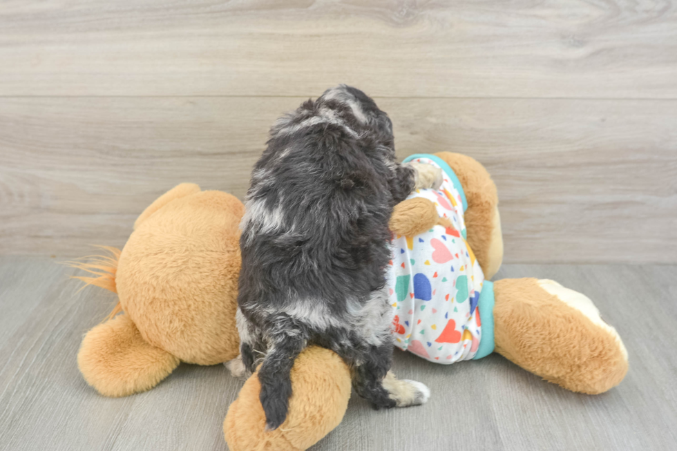 Playful Havadoodle Poodle Mix Puppy