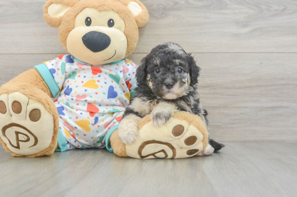 5 week old Havapoo Puppy For Sale - Windy City Pups