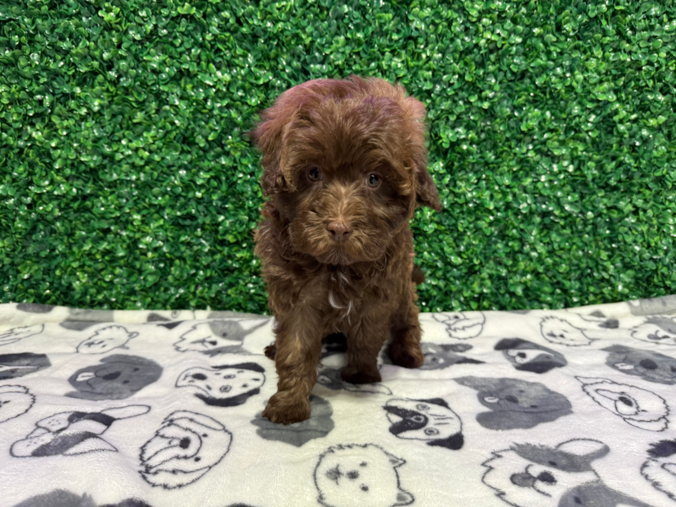 Cute Havadoodle Poodle Mix Puppy