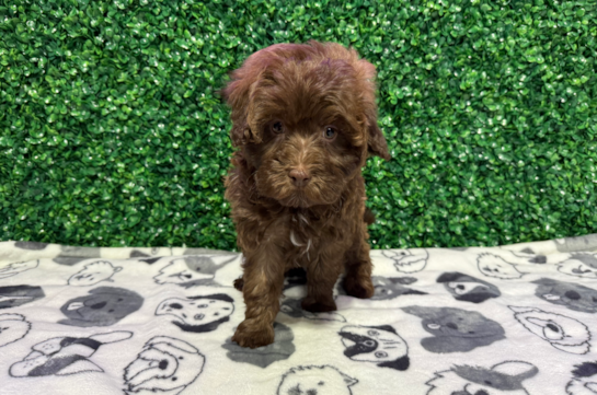 Cute Havadoodle Poodle Mix Puppy