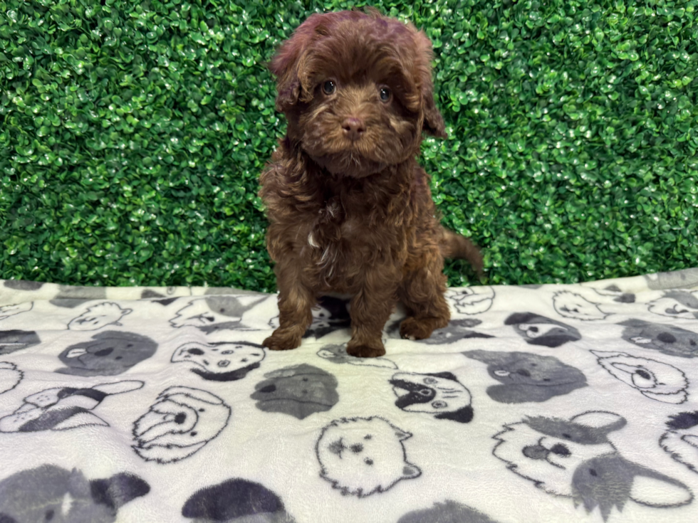 Havapoo Pup Being Cute