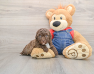 7 week old Havapoo Puppy For Sale - Windy City Pups