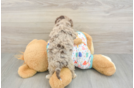 Cute Havapoo Baby