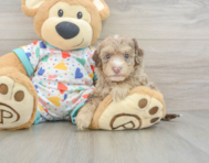 9 week old Havapoo Puppy For Sale - Windy City Pups